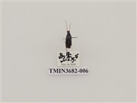 藏品(鞘翅目(2))的圖片